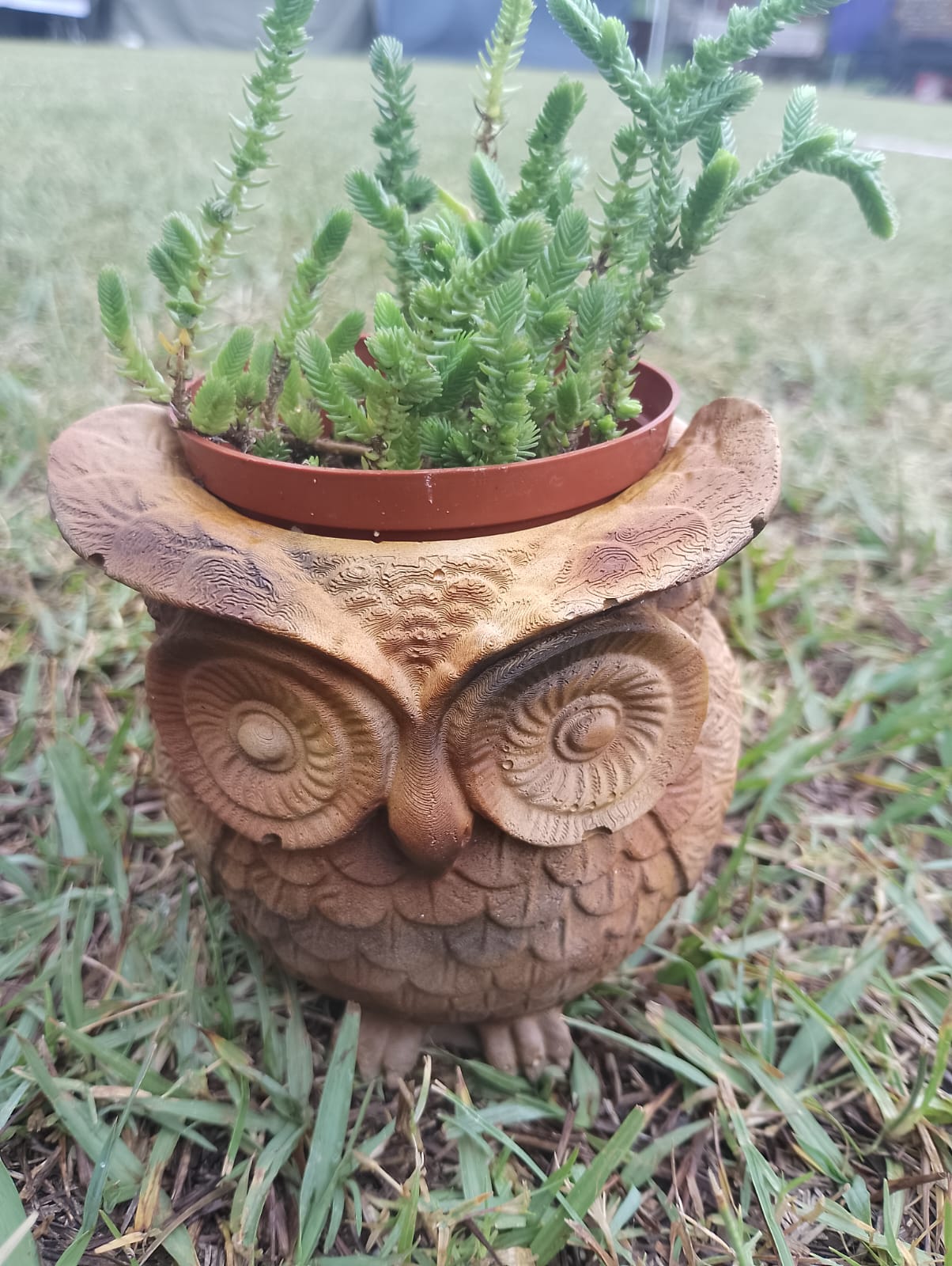 (image for) Owl Succulents Planter