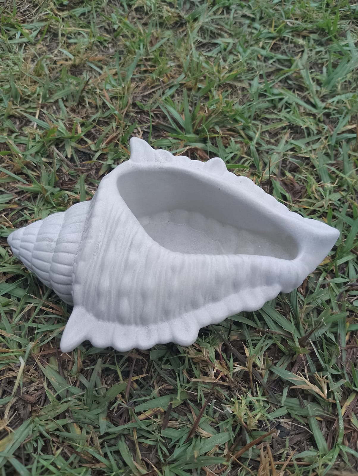 (image for) Seashell Succulents Planter or Decoration